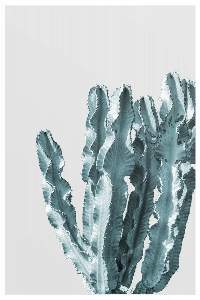 Studio, Miuus The: Cactus Boho N.2