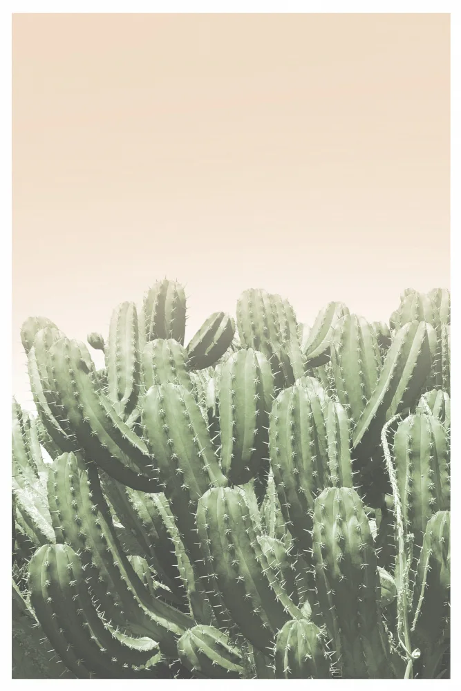 Studio, Miuus The: Boho Cactus No.4