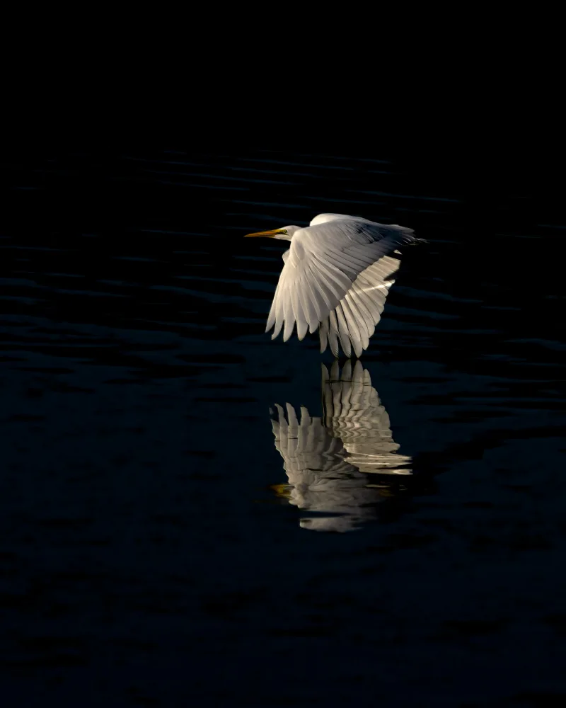 Mao, Yu: Egret