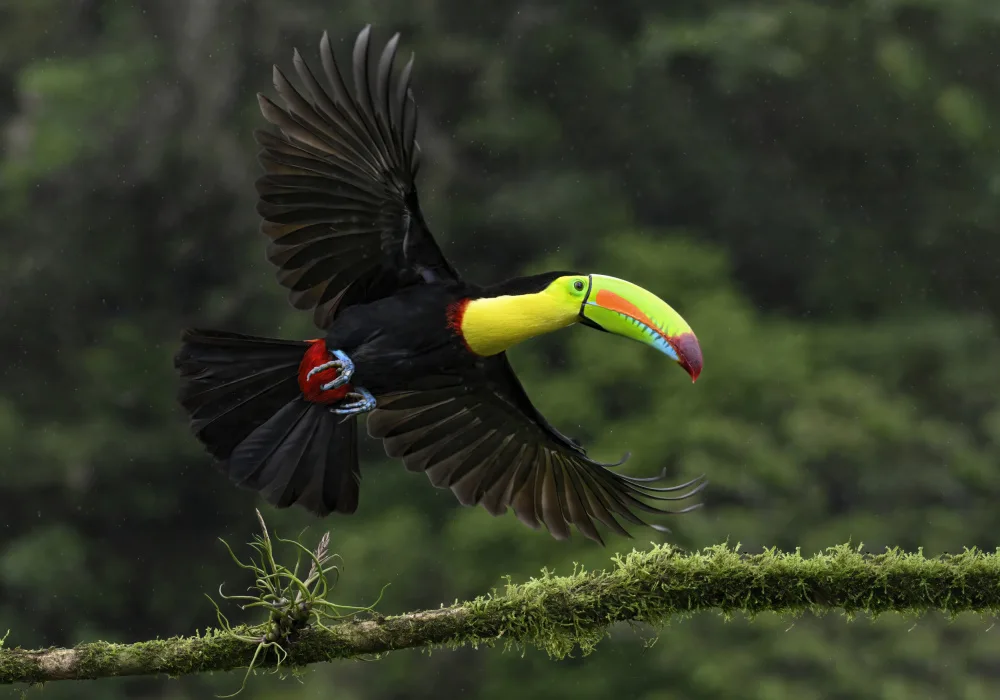Christopher, Randy: Toucan in flight