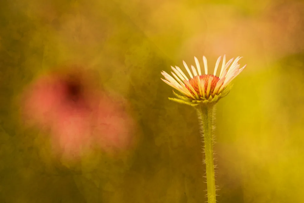 Cui, yang Xiang: Flower