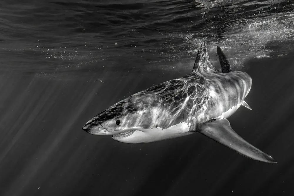Izzotti, Andrea: The great white
