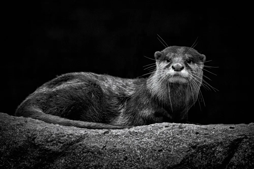 WONG, LIANG TWEE: Otter