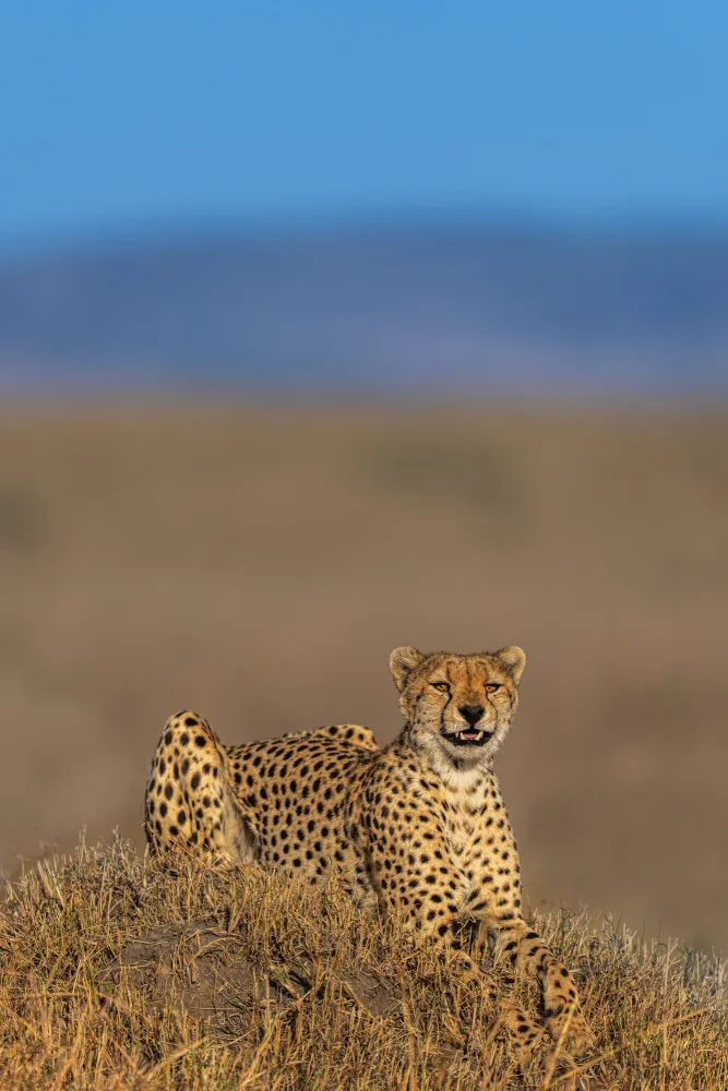 Bhatia, Yogesh: Cheetah