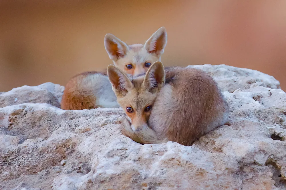 Manusevich, David: Foxs