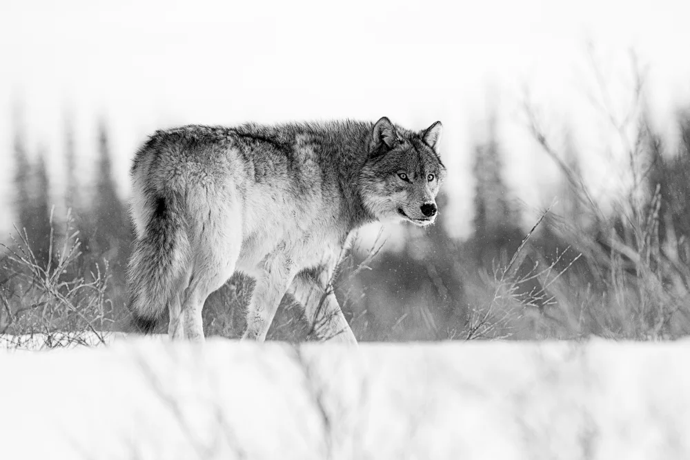 Wei, and Siyu: A grey wolf