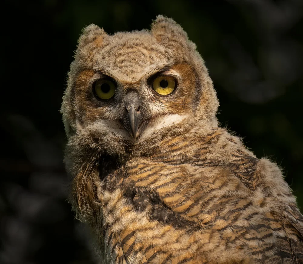 He, Mike: A Portrait of Great Horn Owlet