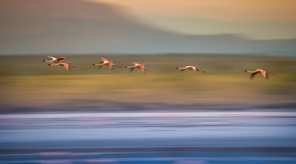 Tseng, Judy: Flamingos in Flight