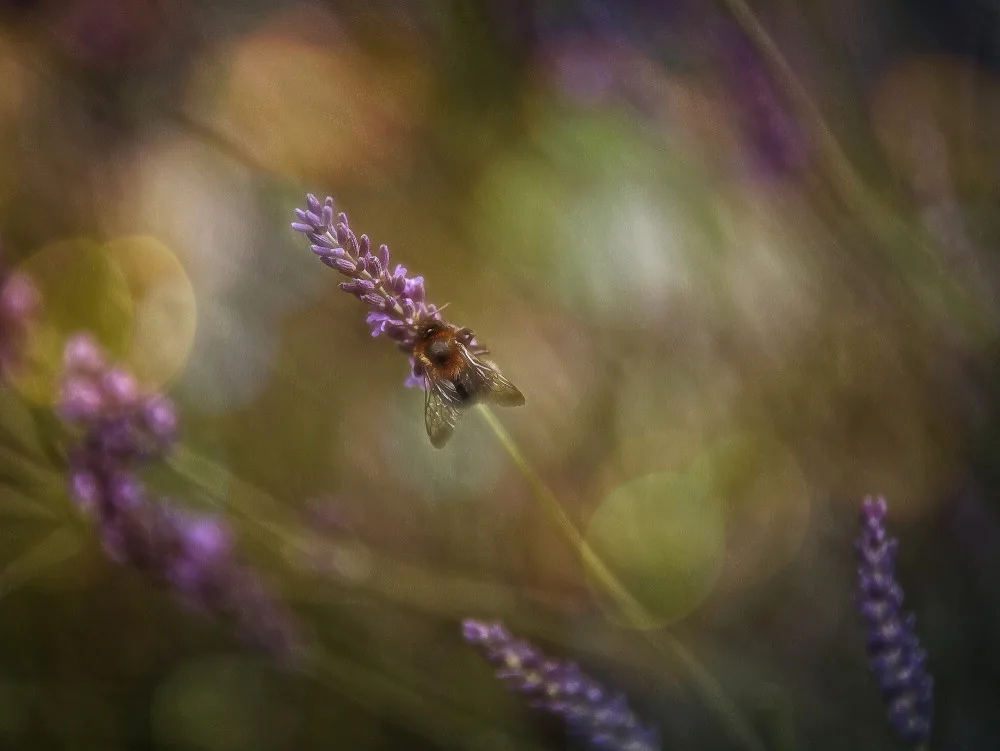 Cseresnjes, Anna: Flores