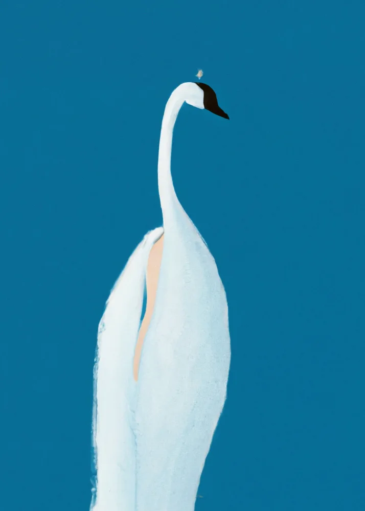 Takken, Merel: cisne tal vez