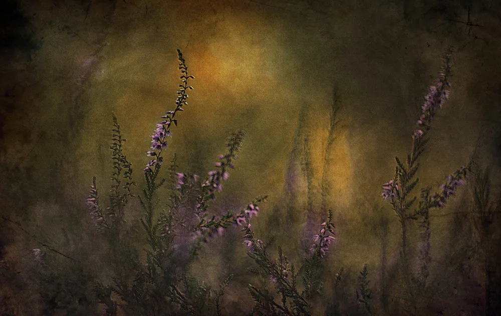 Linden, van Jan: Erica festival