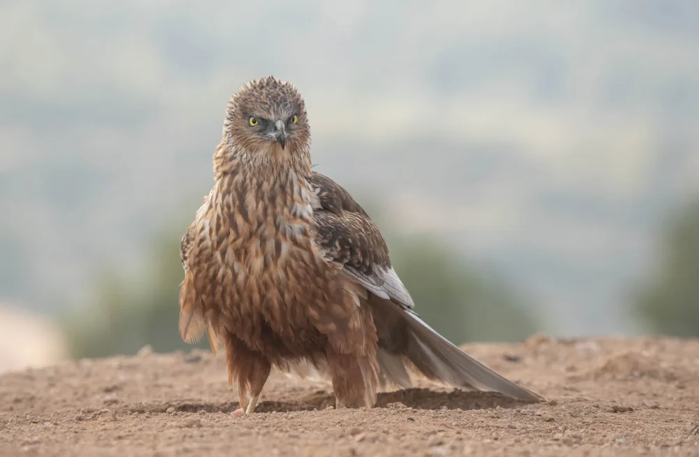 Tortajada, Ezequiel: Western Marsh Harrier (Circus aeruginosus)