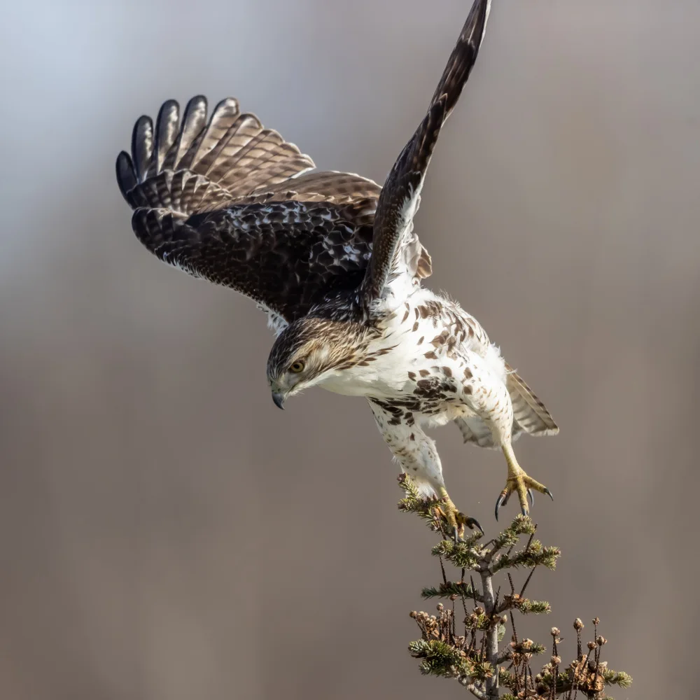 Chen, Davidhx: Take off
