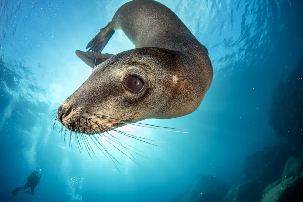 Izzotti, Andrea: Sea lion
