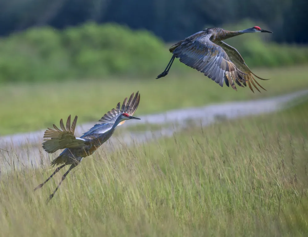 W, Deming: Taking Off, Sandhill Crane