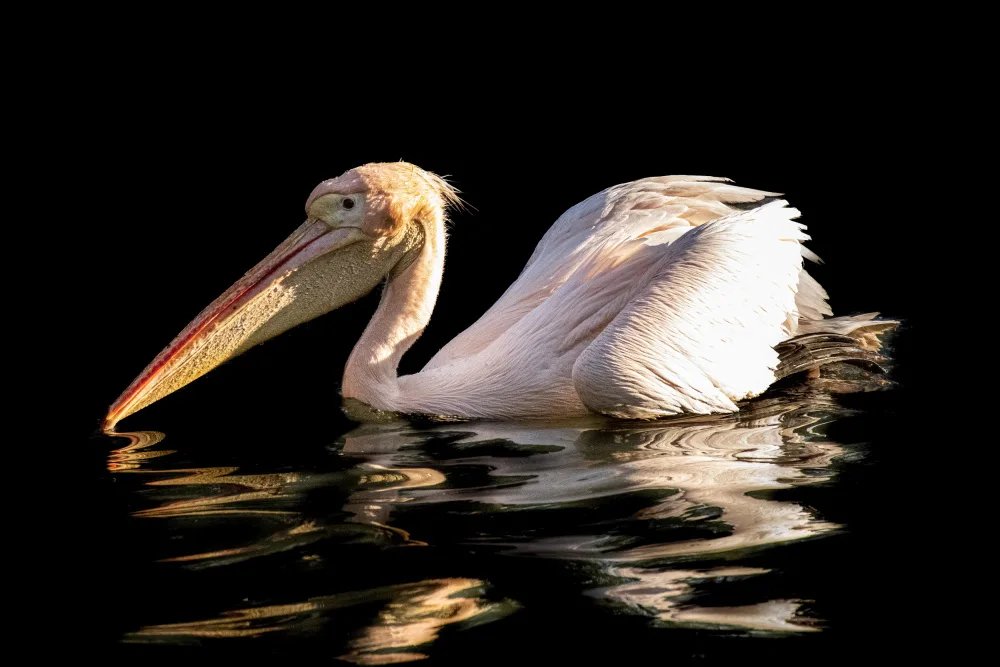 Isbasoiu, Alexandra: Scrambled pelican
