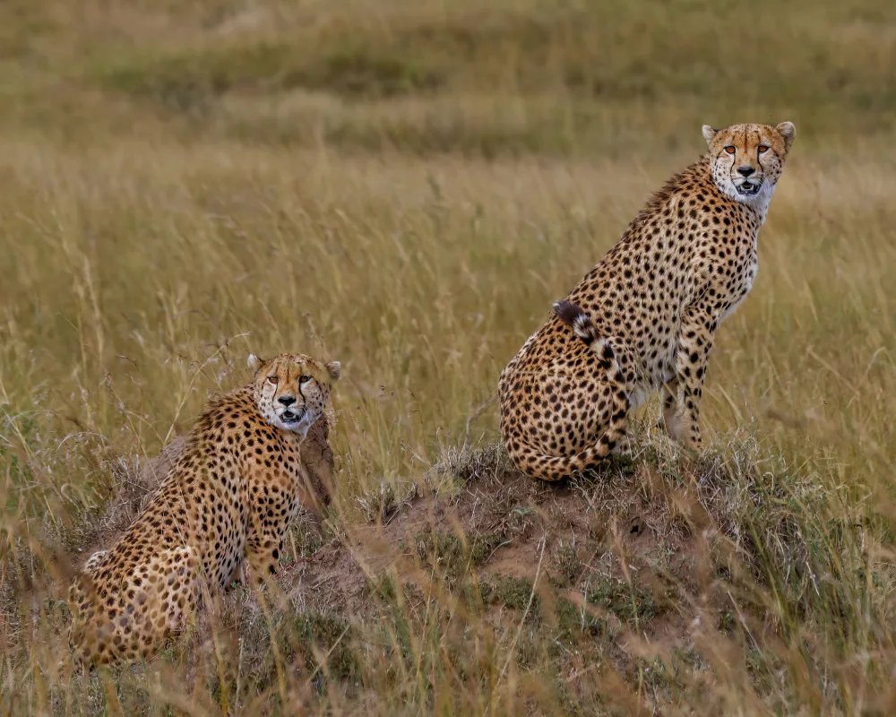 Shroff, Sandeep: Cheetah Brothers