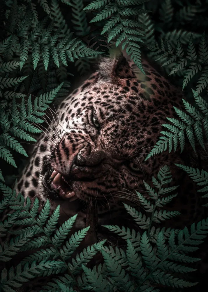 Barizi, Al: Leopard In Ferns