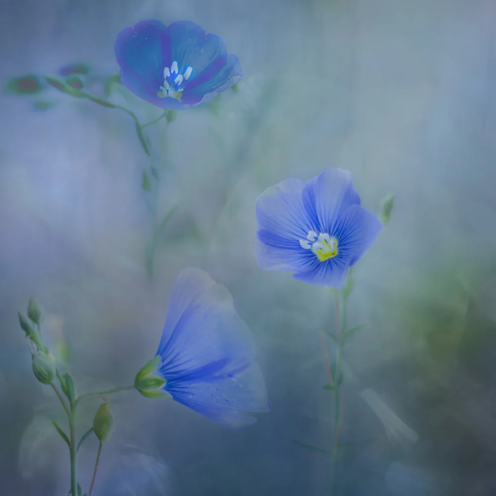Stas, Marie-anne: Flax