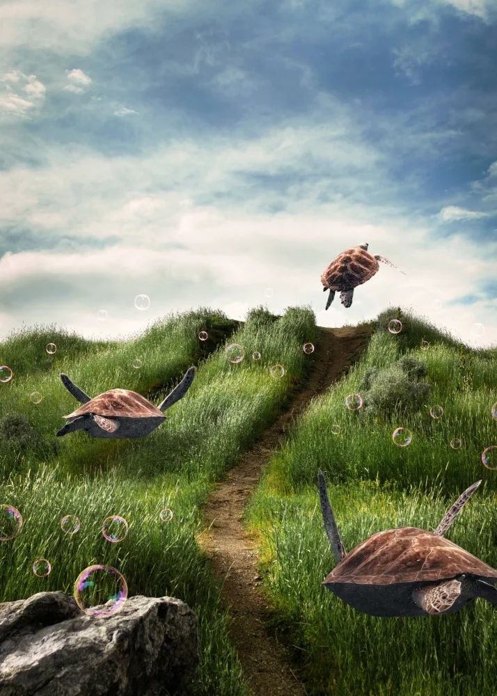 Barizi, Al: Turtles in the Green Fields