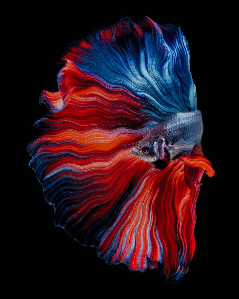 Halil, Andi: FLOTANTE