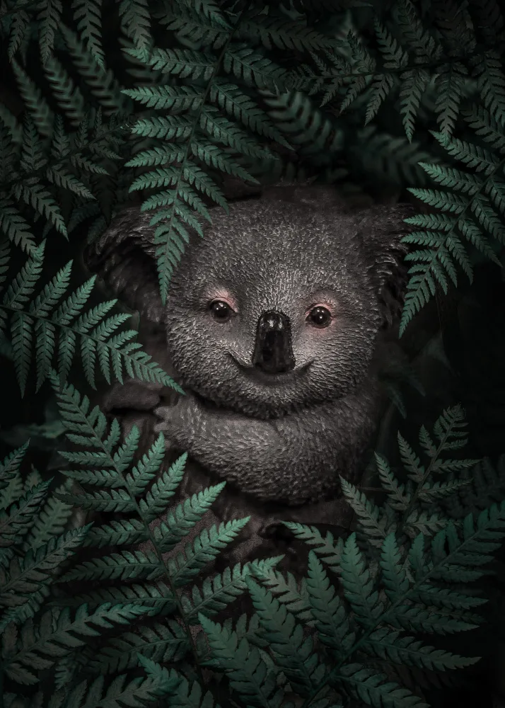Barizi, Al: Cute Baby Koala