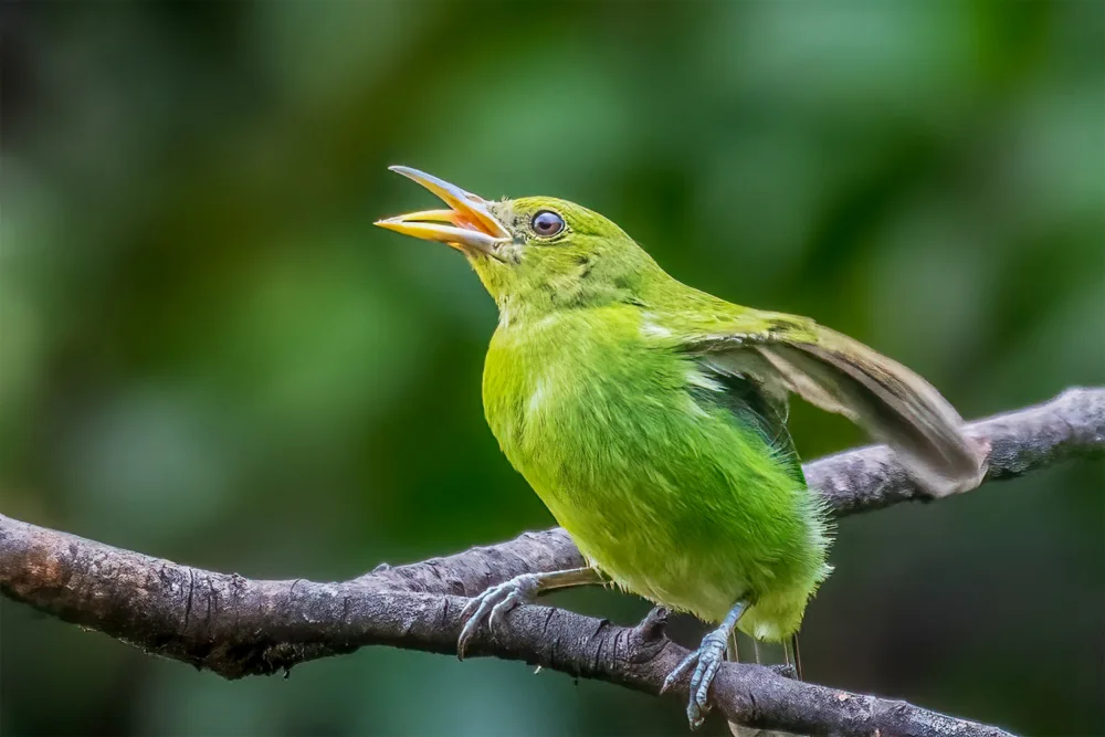Lipinghu: Green Honeycreeper is singing