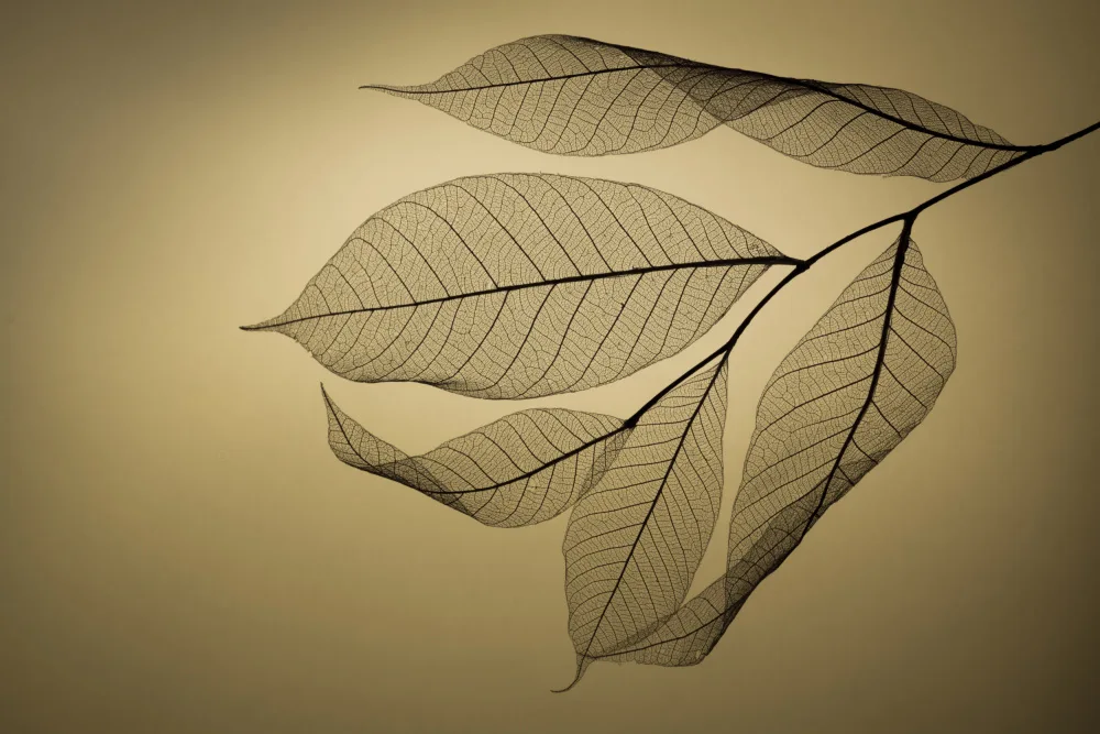 Kowatari, Shihya: Hoja