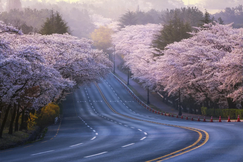 Seo, Tiger: Cherry blossoms