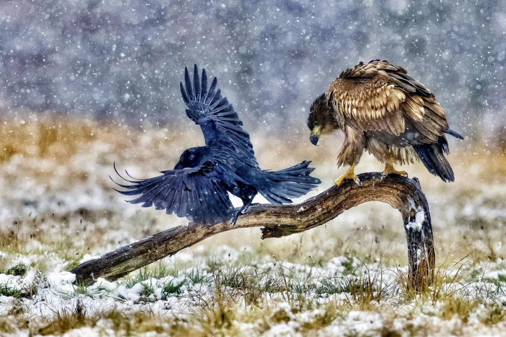 Manusevich, David: White-tailed eagle