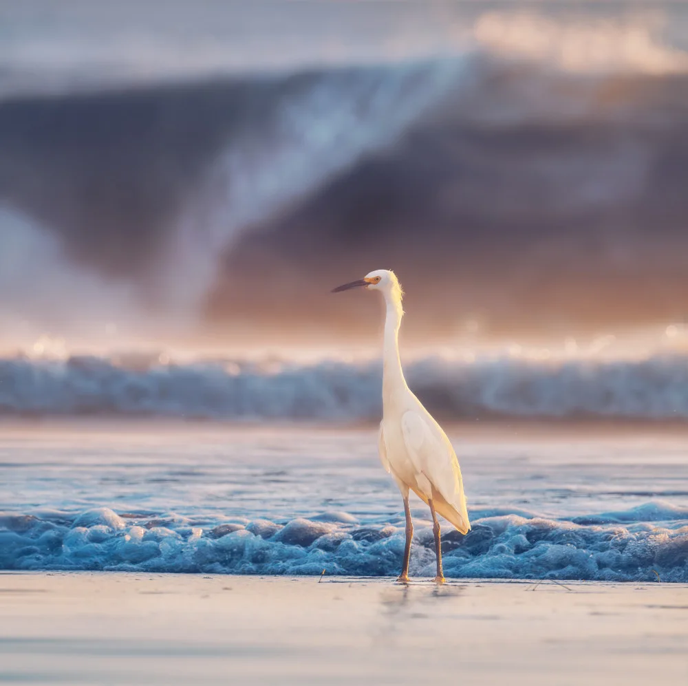 SD, Allen: Egret with tide