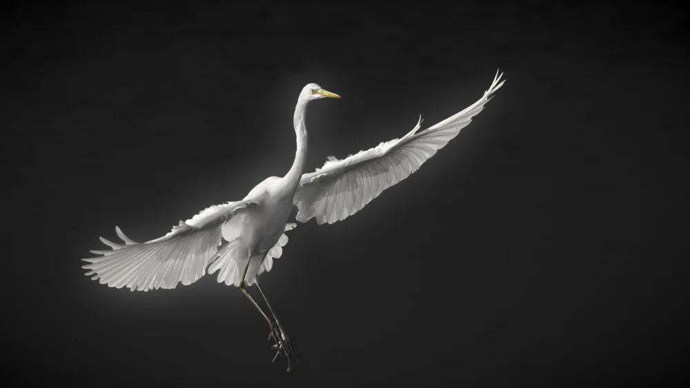 Benso, Gilles: Grande aigrette phase 3