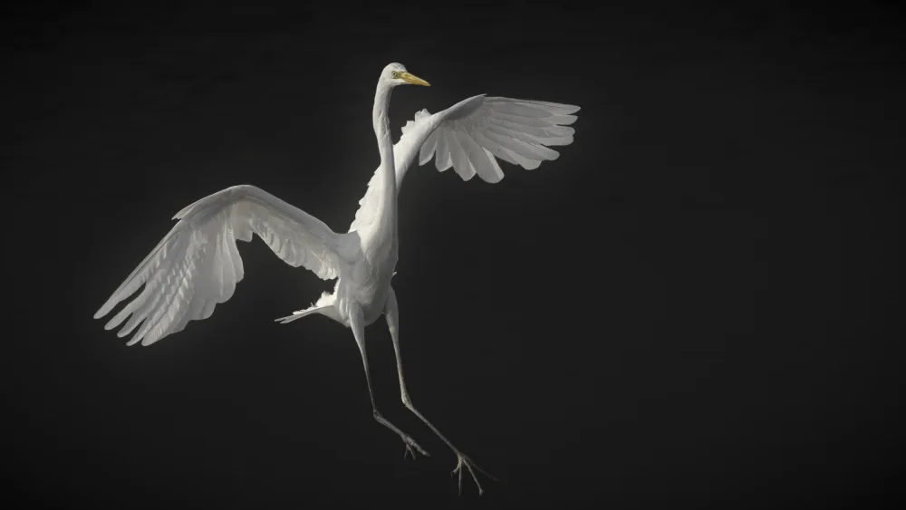 Benso, Gilles: Grande aigrette phase 4