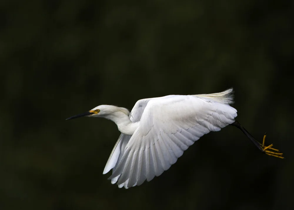 Verdon: Fly by....