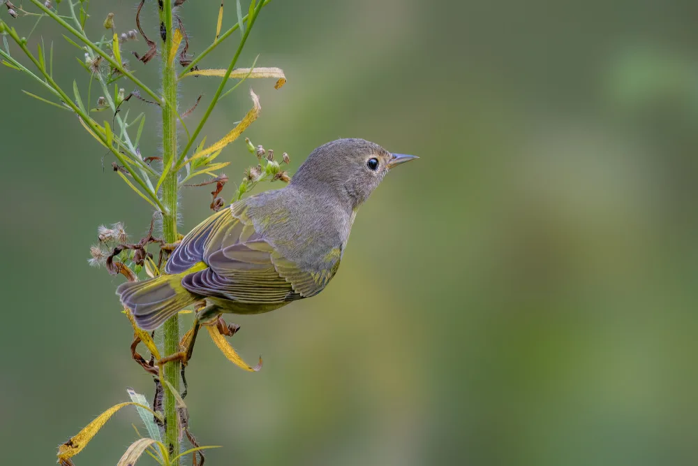 Xu, Jian: Nashville warbler