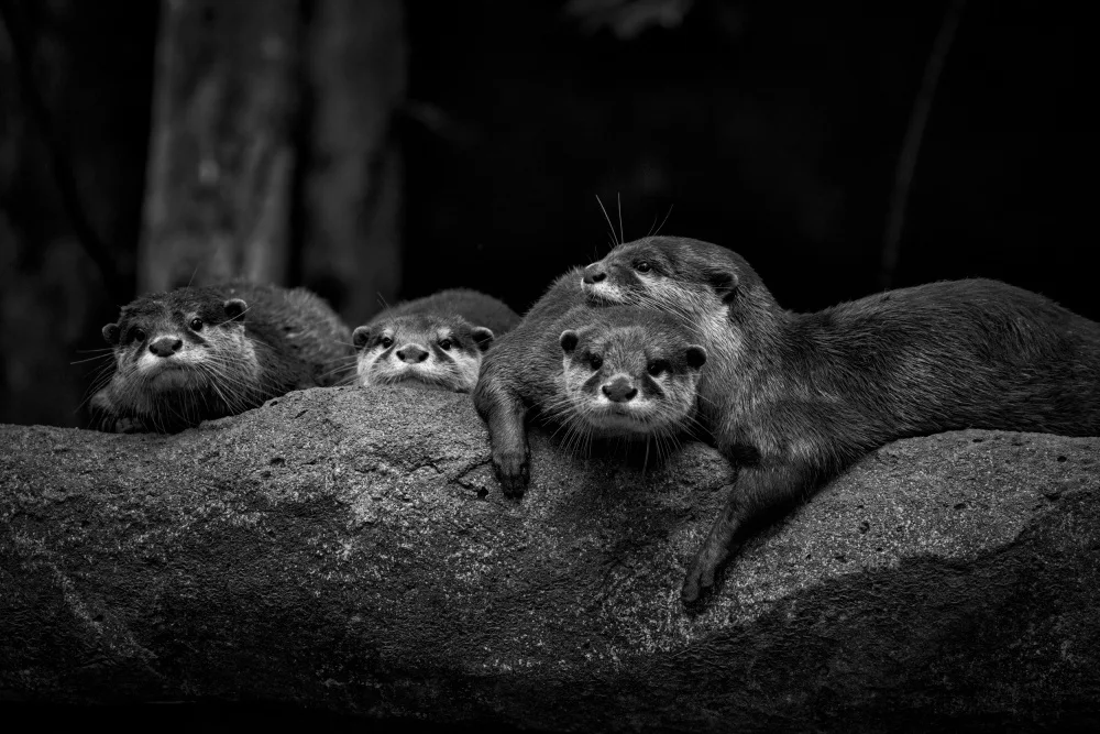 WONG, LIANG TWEE: Group of 4
