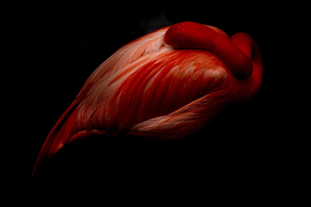 Izzotti, Andrea: The heart