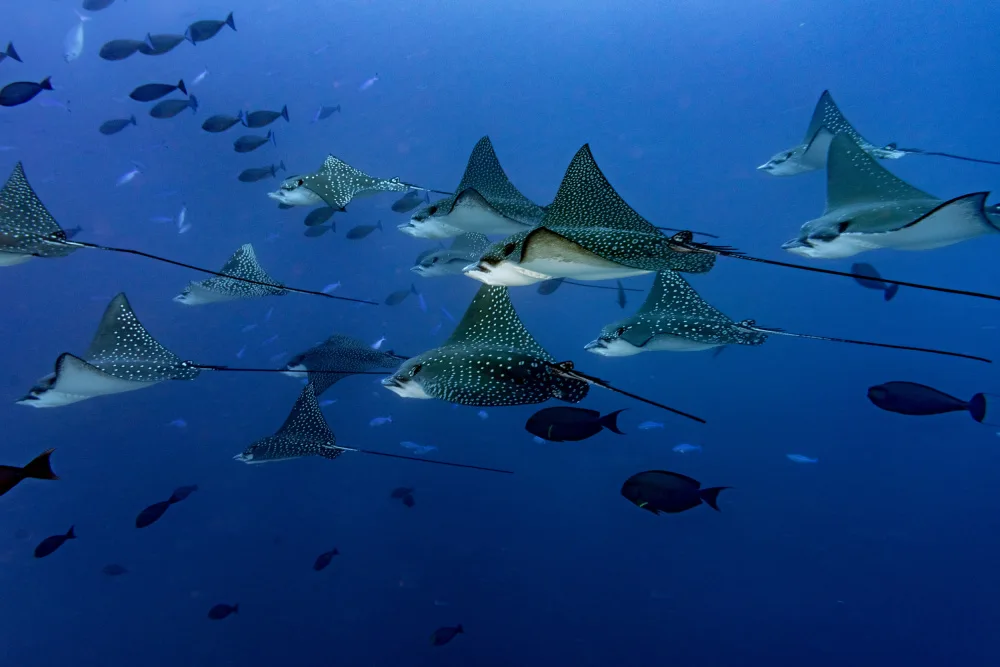 Izzotti, Andrea: Flying underwater