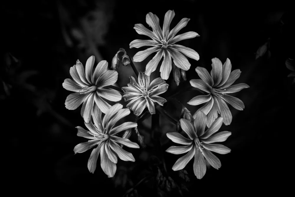 Louwen, Fred: Fleurs sauvages