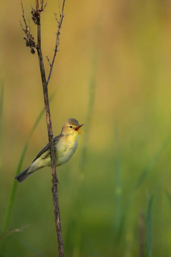 Francesco: Singing in the morning