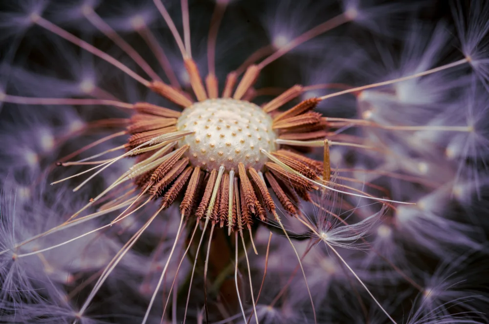 Andrica, Eduard: Details