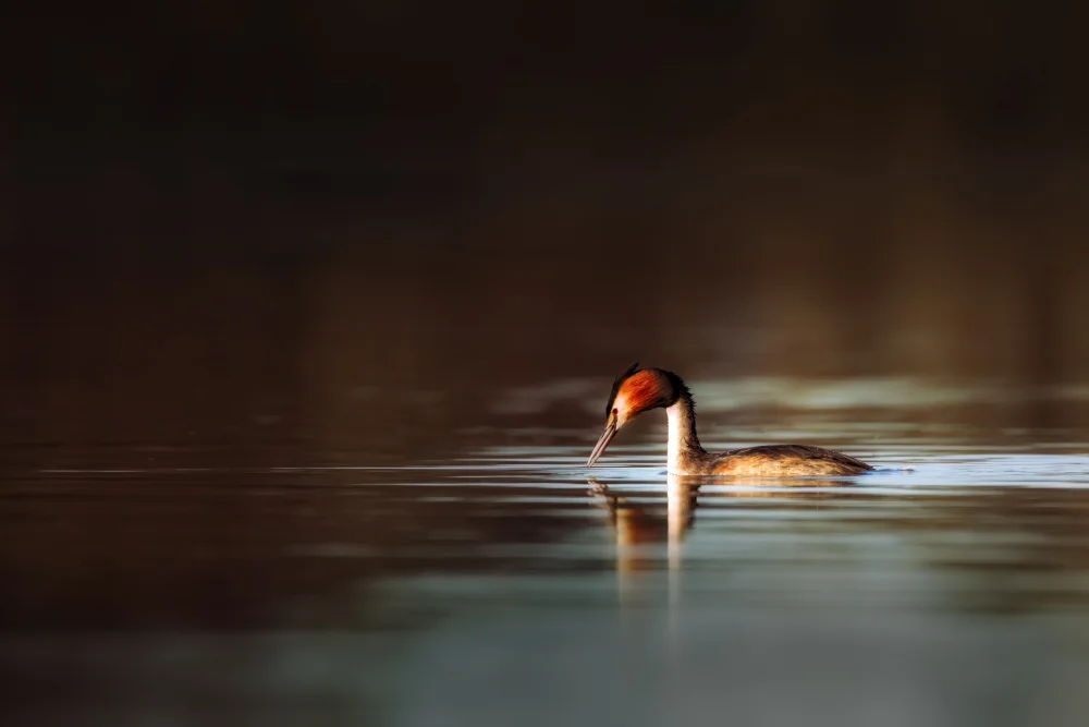 Khan, Zaheer: Great Crested Grebe