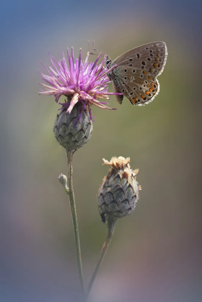 Daminelli, Fabrizio: Adonis Blue