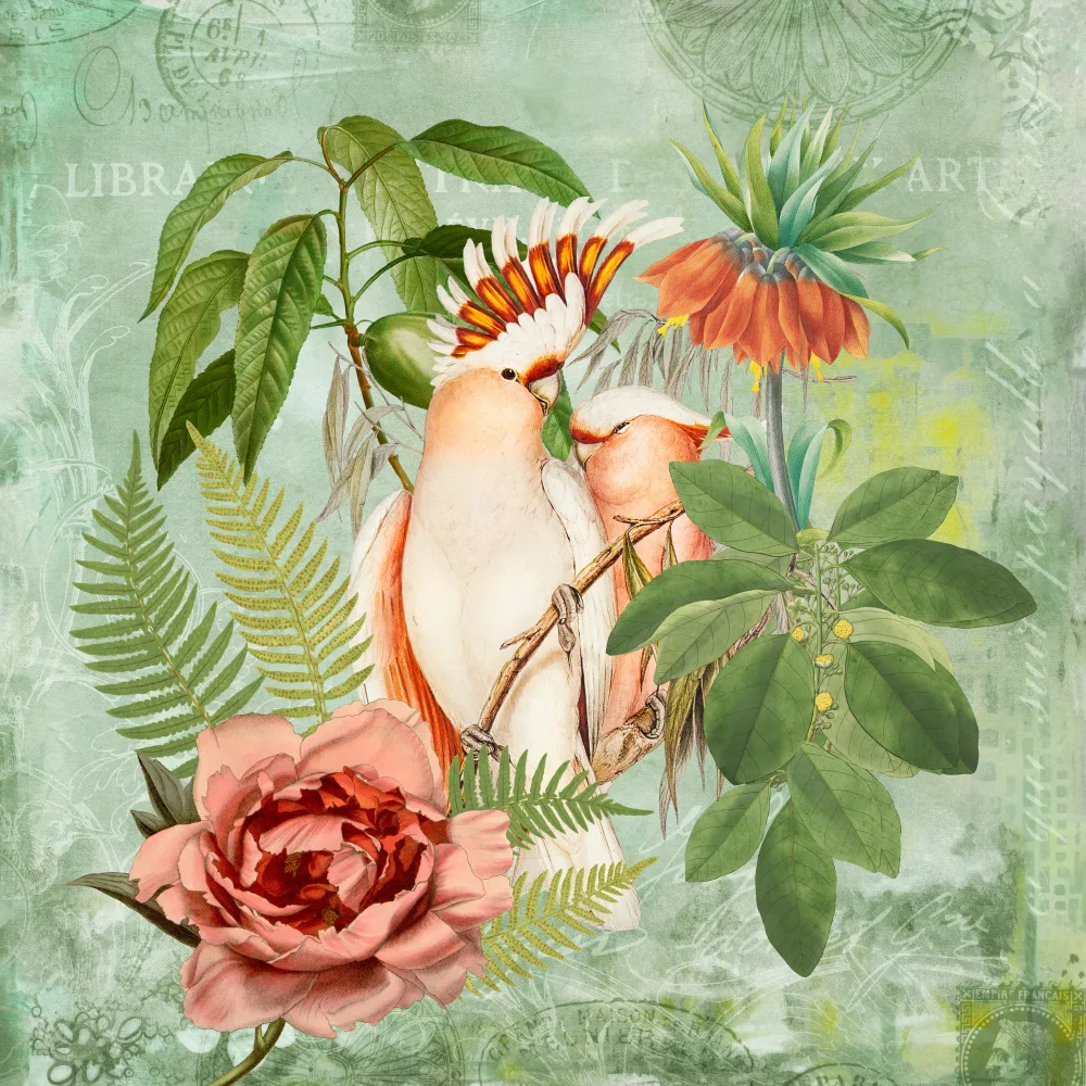 Haase, Andrea: Felici Cacatua