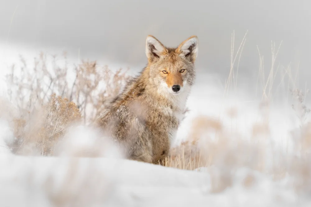 Lyu, Jinchao: Coyote sitting on the snow