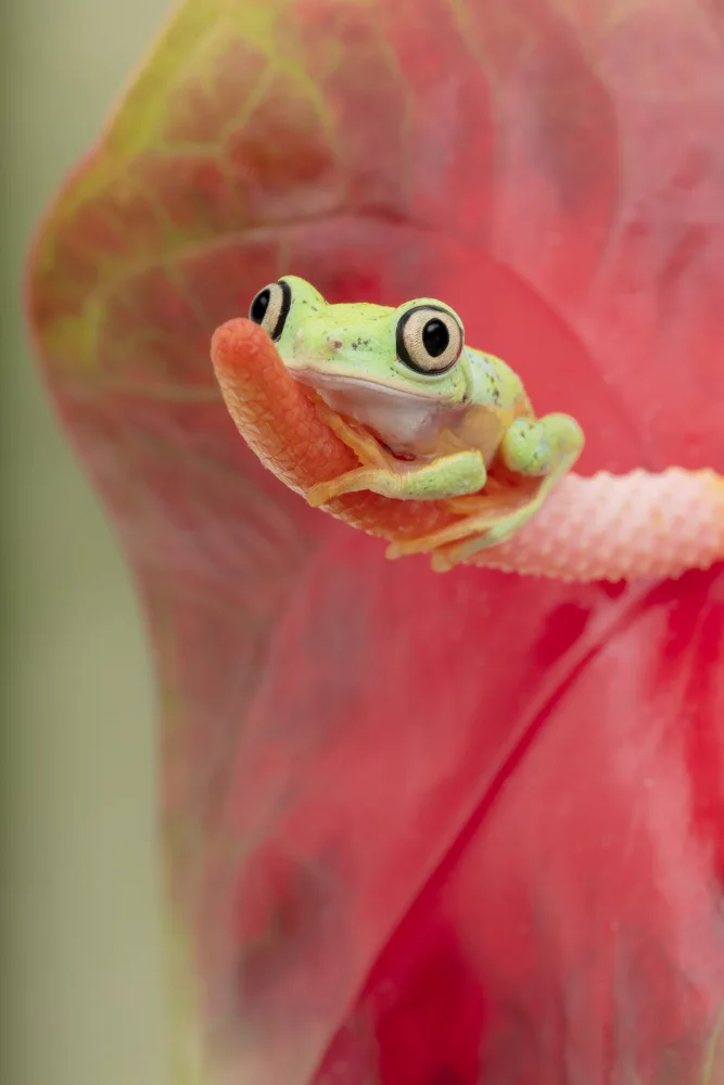 Lester, D Linda: Sweet Little Lemur Tree Frog