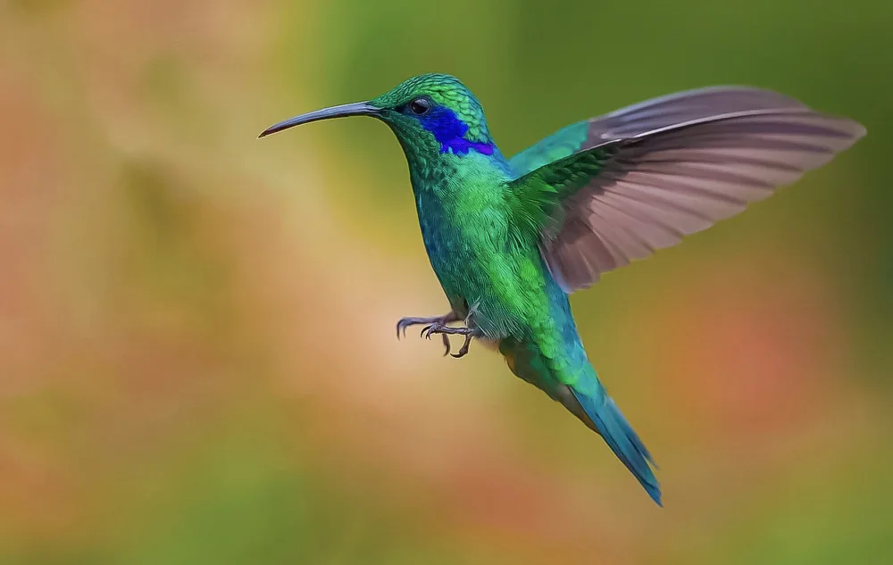 Manusevich, David: Hummingbirdnb