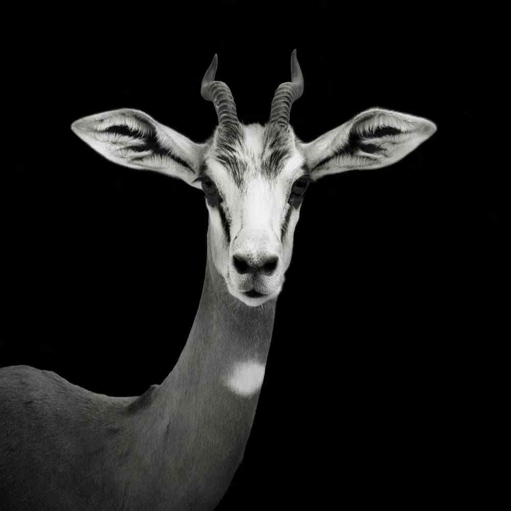 Guillemot, Mathilde: Gazelle Portrait - Nanger Dama Mhorr