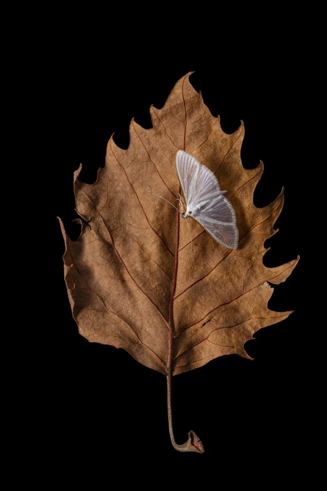 MARTÍNEZ, CARLOS JUAN: Autumn moth