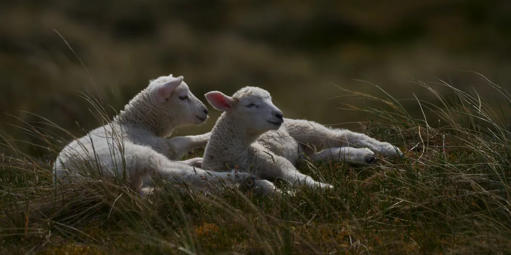 Balzer, Bodo: Dreaming lambs in the dunes